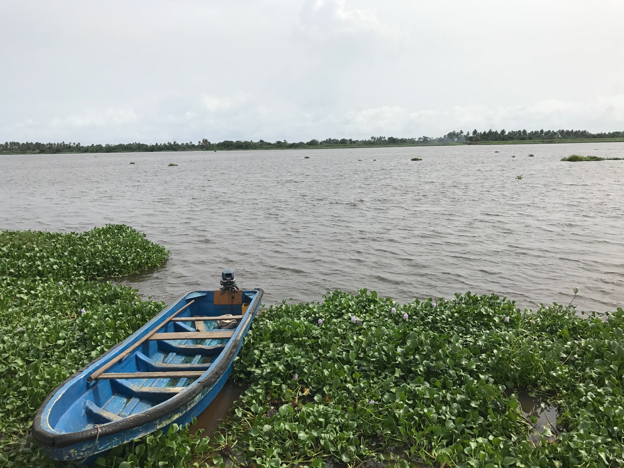 Boat on a river surrounded by harvested water hyacinth