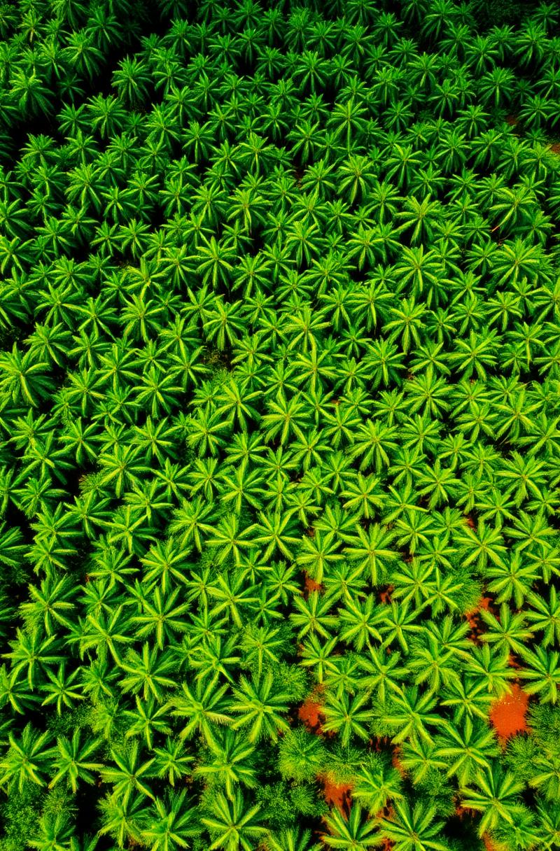 Aerial view of palm oil plantation in southern Nigeria